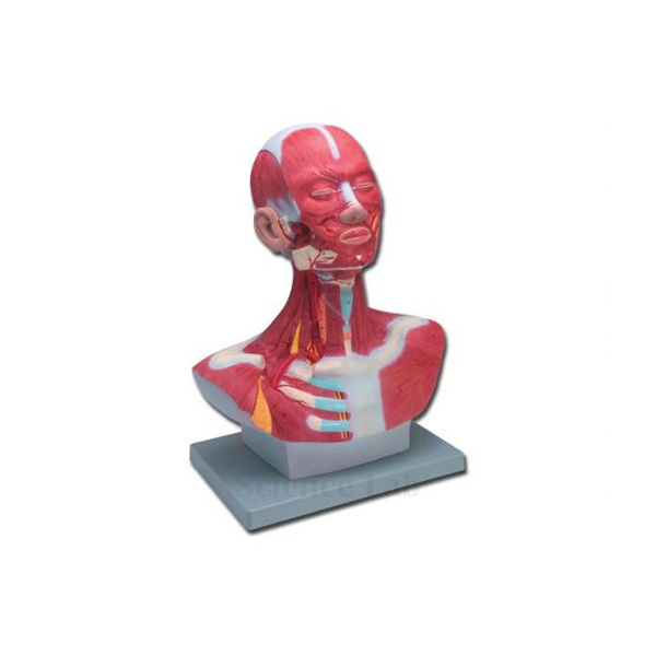 Head and Neck Model